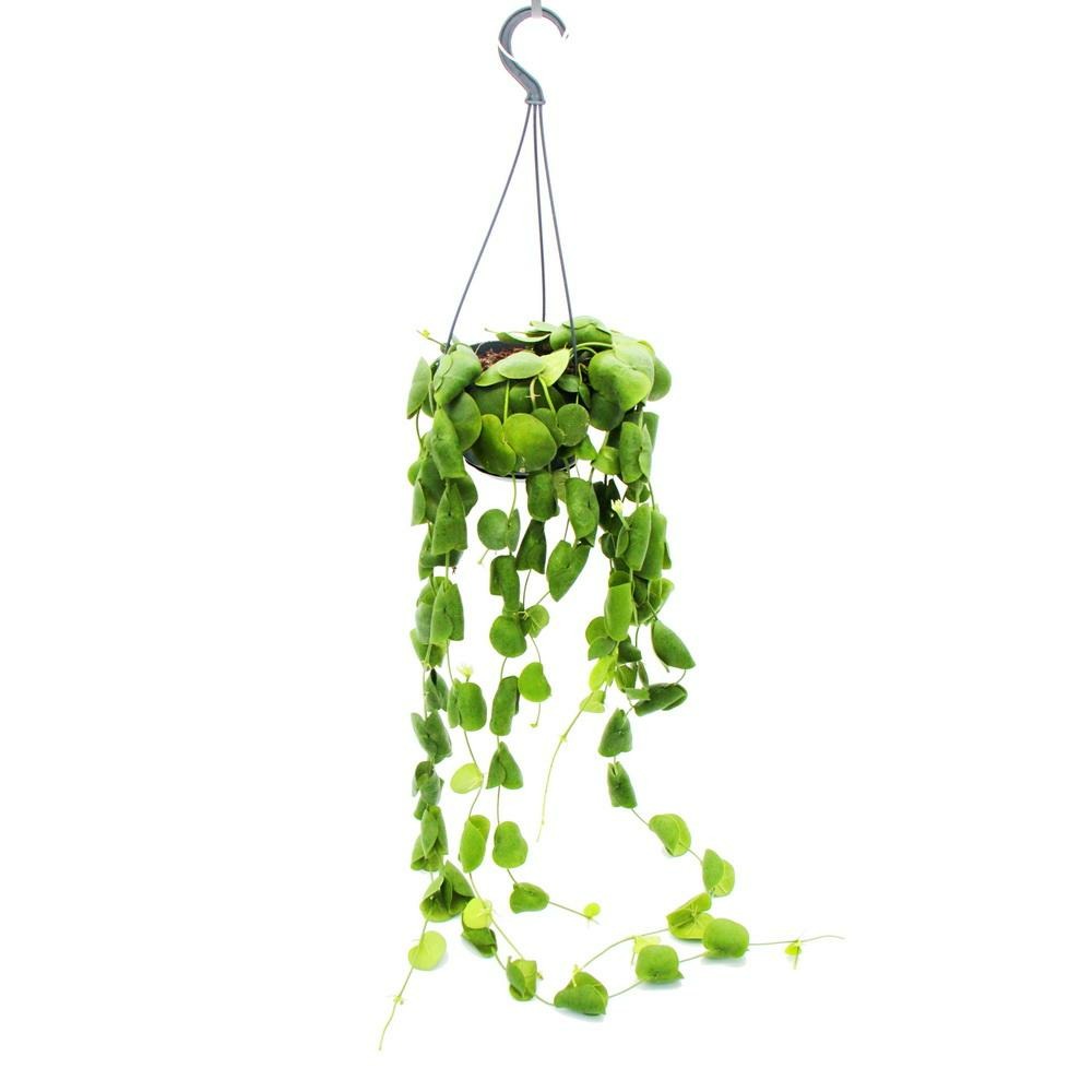  Plante D'intérieur à Suspendre - Dischidia Platyphylla - Plante Urne - Pot Suspendu 14cm