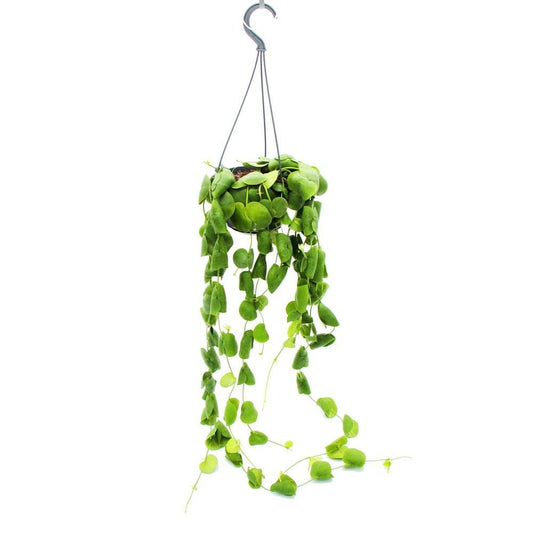  Plante D'intérieur à Suspendre - Dischidia Platyphylla - Plante Urne - Pot Suspendu 14cm