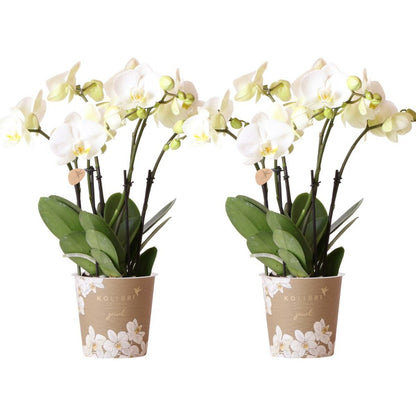  Offre Combinée : 2 Orchidées Phalaenopsis Blanches En Fleurs Cm - Plante D'intérieur
