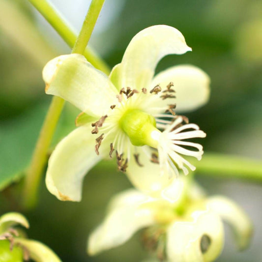  Kiwi De Sibérie Arguta Issaï (autofertile)/[-]pot De 3l - Echelle Bambou 60/120 Cm