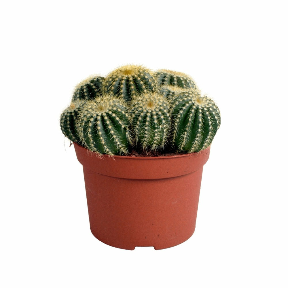  Parodia Warasii - Cactus D'intérieur