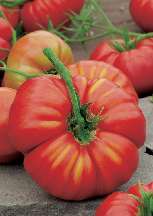  Tomate Beefsteak - 0.3 G