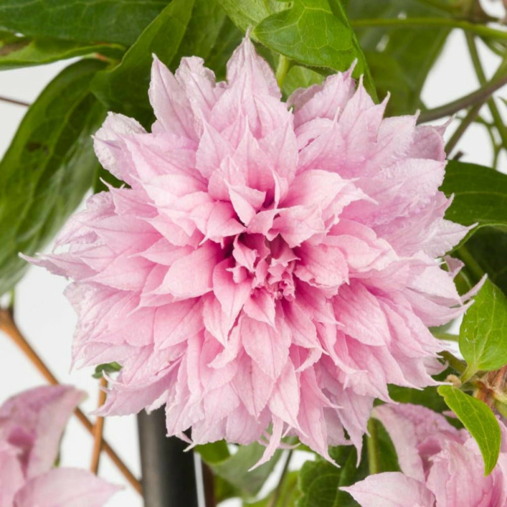  Clématite Multi Pink® 'st17333'/[-]pot De 1,5l - Tuteur Bambou 30/60 Cm