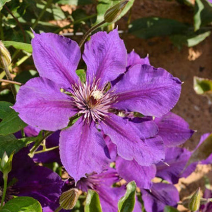  2 X Clématite 'gipsy Queen' - Clematis 'gipsy Queen' - 50-60 Cm Pot