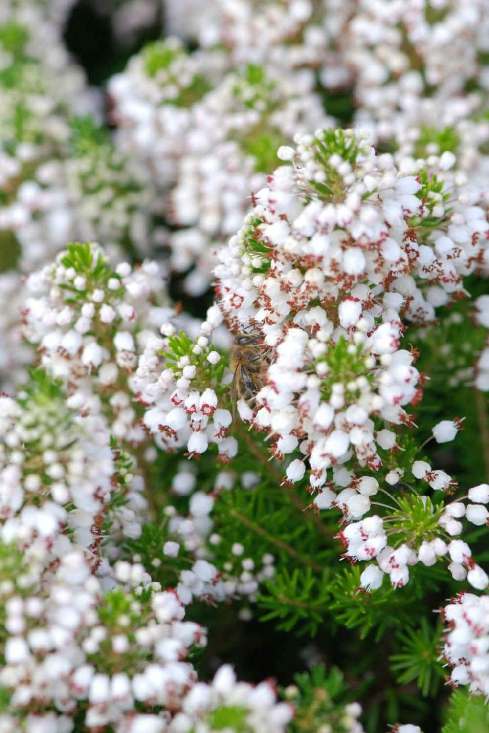  Bruyère Vagabonde 'alba' - En Pot De 3 Litres