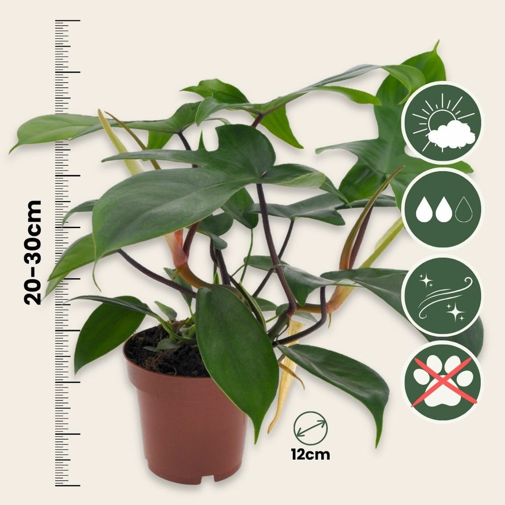  Plante Verte - Philodendron 'florida Green' - Hauteur 20-30cm - ⌀12cm