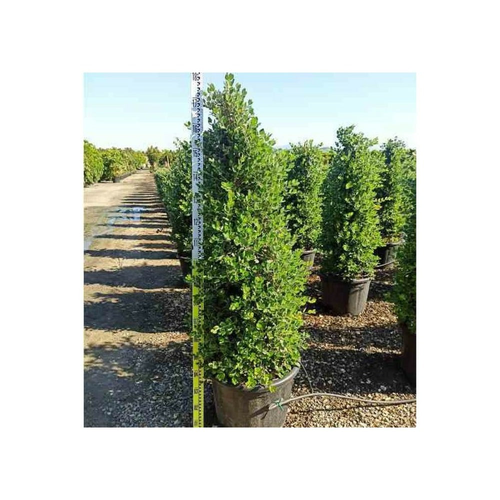  Metrosideros Excelsa (arbre De Noël) Pot De 65l - 130/150cm