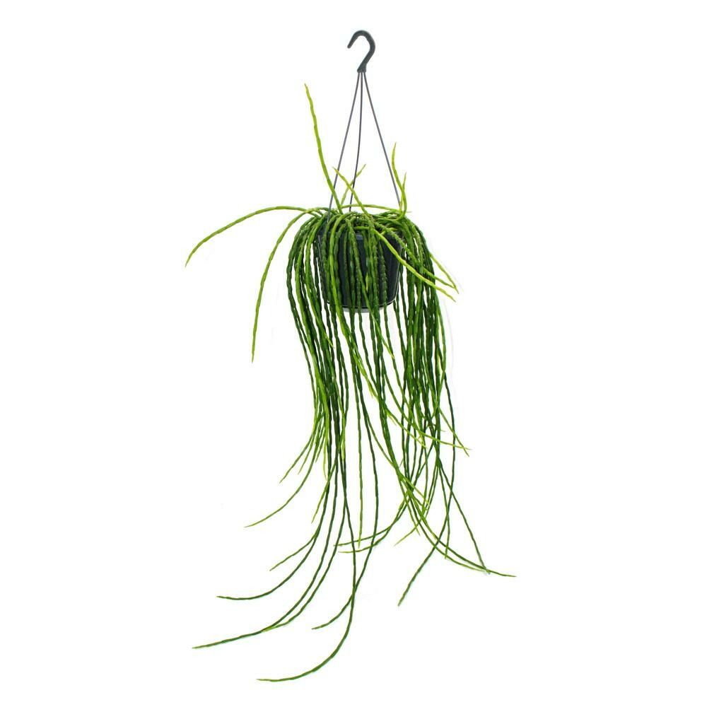  Urban Jungle Elegance - Ambre De Cactus Moderne Avec Une Superbe Structure De Feuilles - Rhipsalis Paradoxa - 15cm