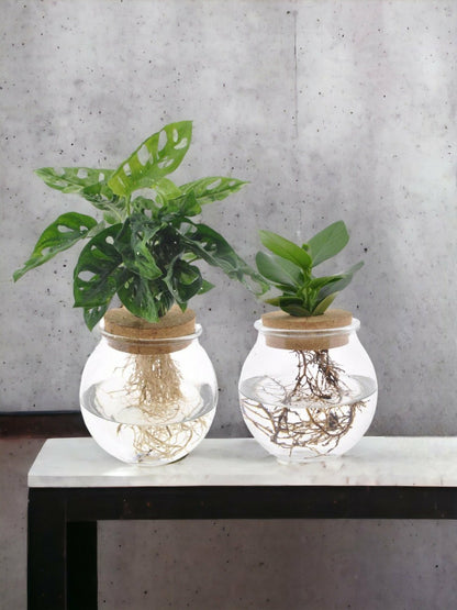  Duo Hydroculture Monstera/clusia