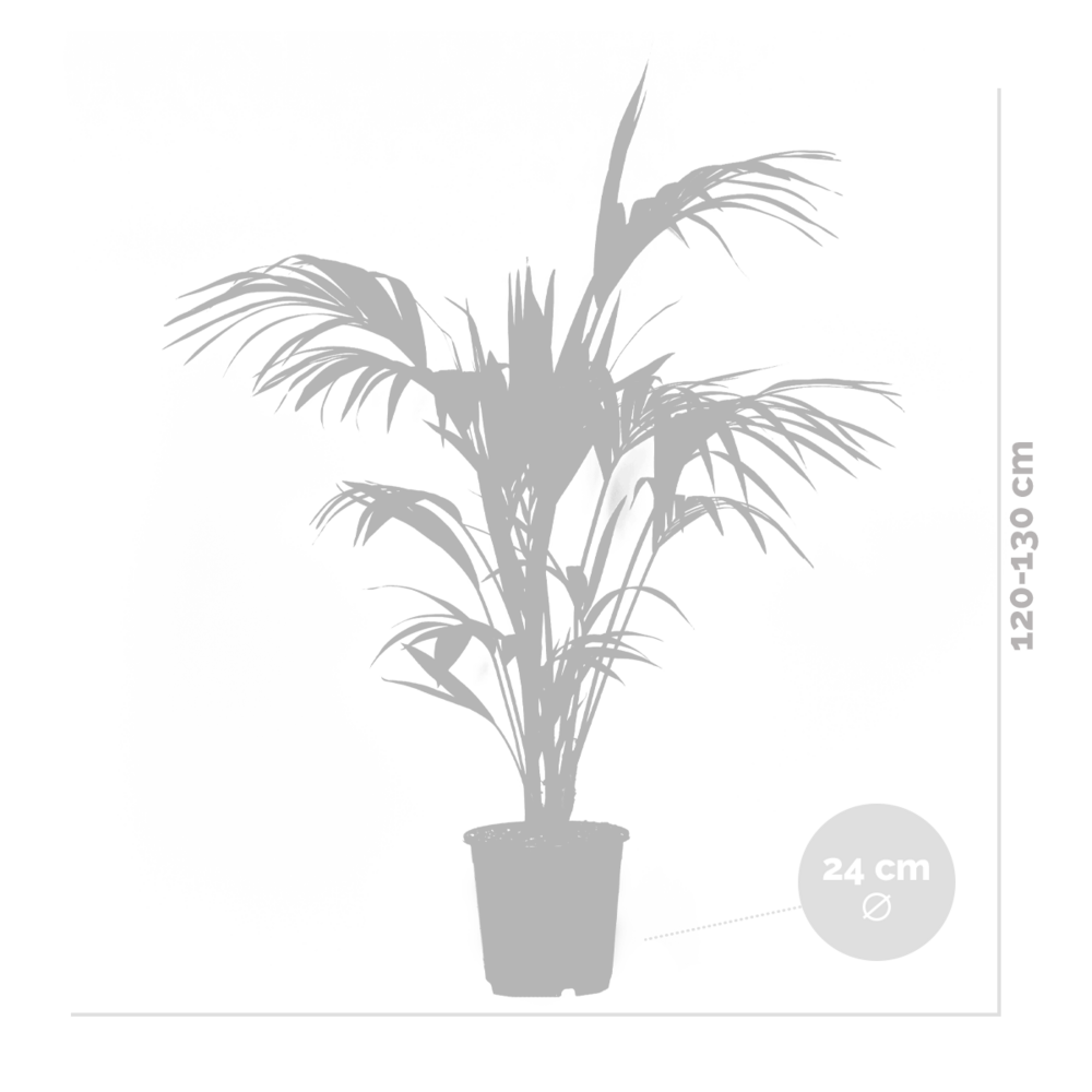  Howea Forsteriana - Palmier Kentia - Plante D’intérieur - 120-140 Cm De Haut - Pot 24 Cm