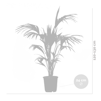  Howea Forsteriana - Palmier Kentia - Plante D’intérieur - 120-140 Cm De Haut - Pot 24 Cm