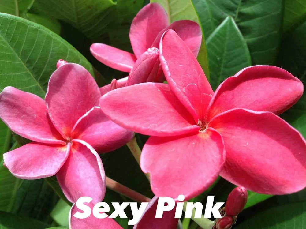  Plumeria Rubra "rose Sexy" (frangipanier) Pot De 2 Litres ? 20/30 Cm