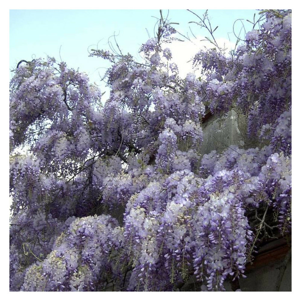  Glycine De Chine/[-]godet - 5/20 Cm