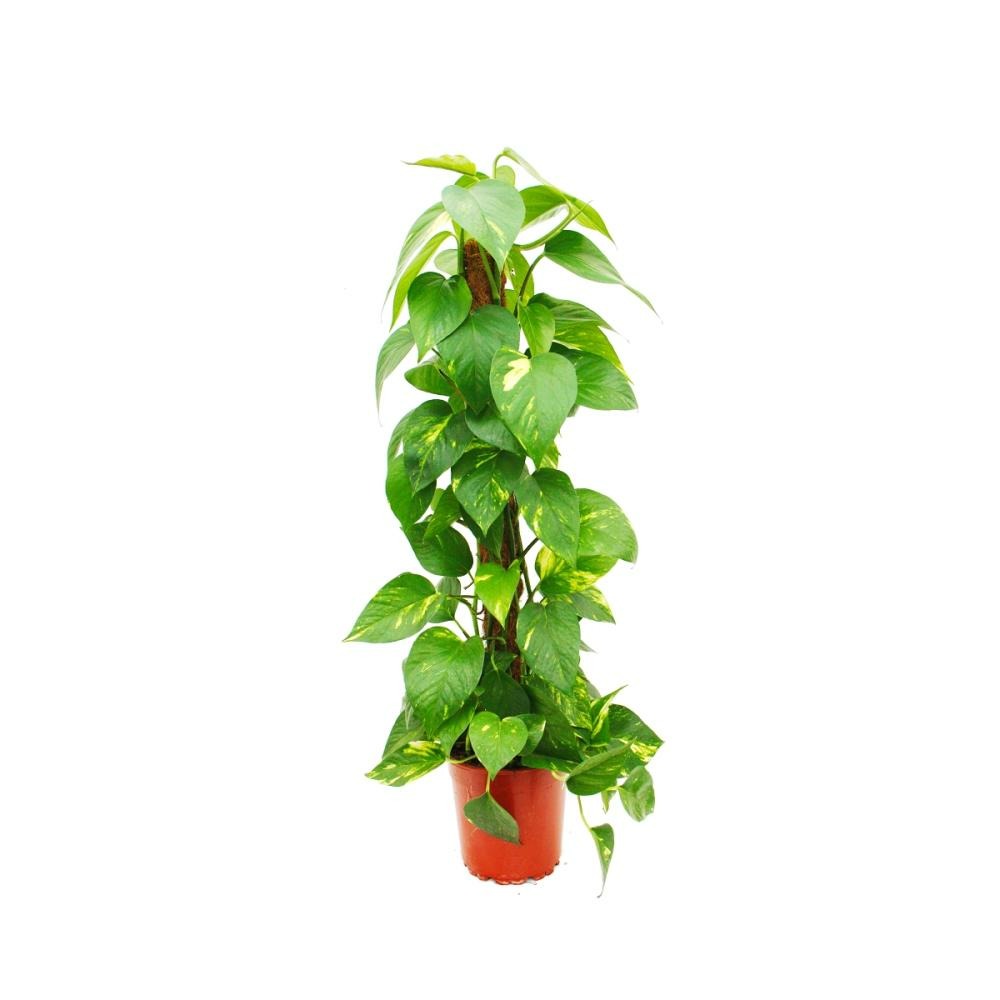  Epipremnum Aureum, Queue De Lierre Sur Bâtonnet De Mousse