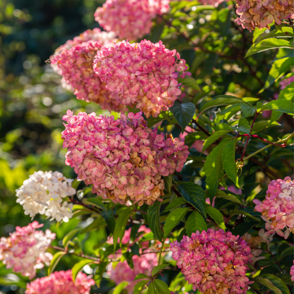  Hortensia Paniculata Sundae Fraise - Hydrangea Paniculata Sundae Fraise Pot 3l