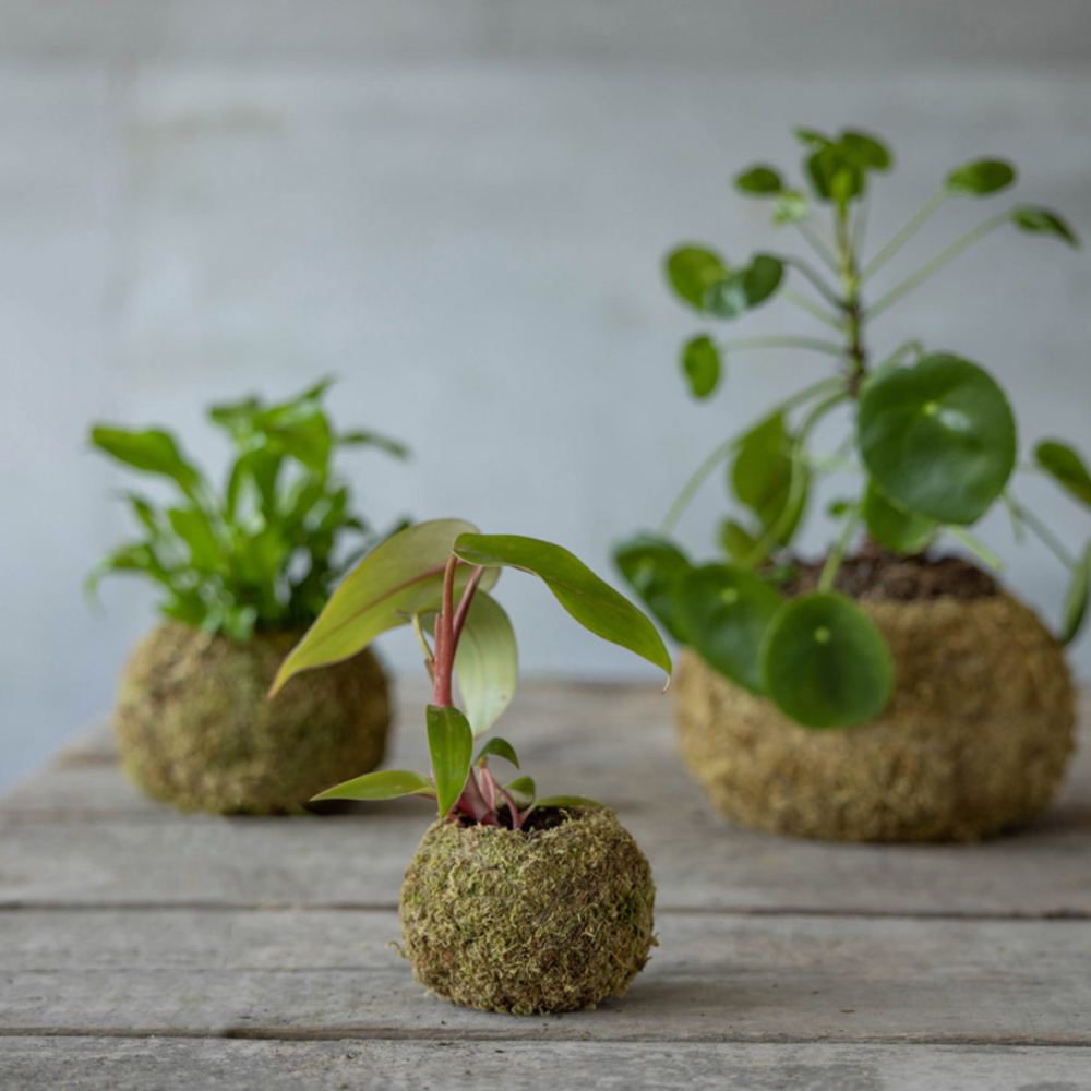 ESSCHERT DESIGN Kokedama Boule De Mousse 9 Cm