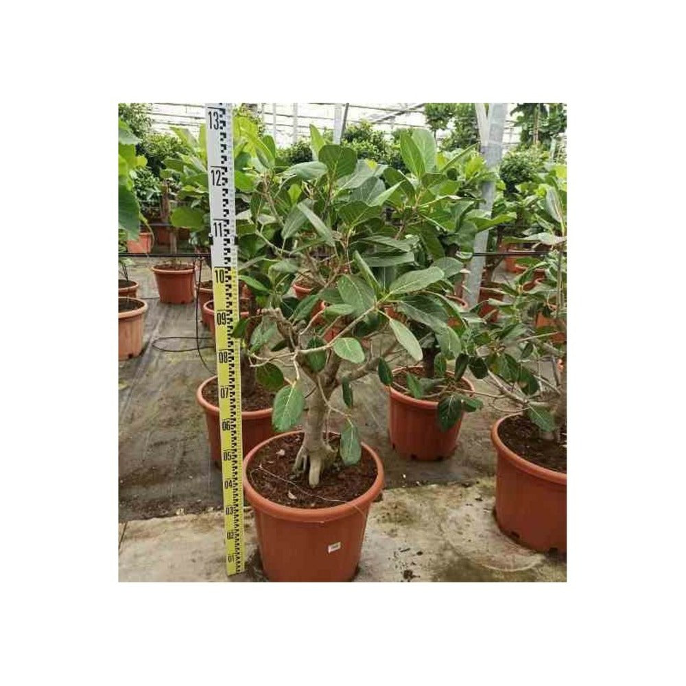  Ficus Benghalensis 'audrey' (figuier Des Banyans 'audrey') Pot De 3 Litres - 30/40cm