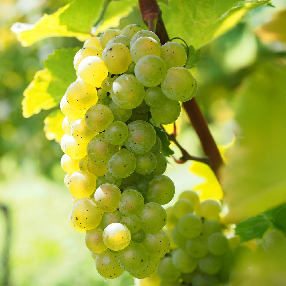  Vigne à Raisin - Set De 3 - Vitis Vinifera 'chardonnay' - Hauteur 25-40cm - ⌀9cm