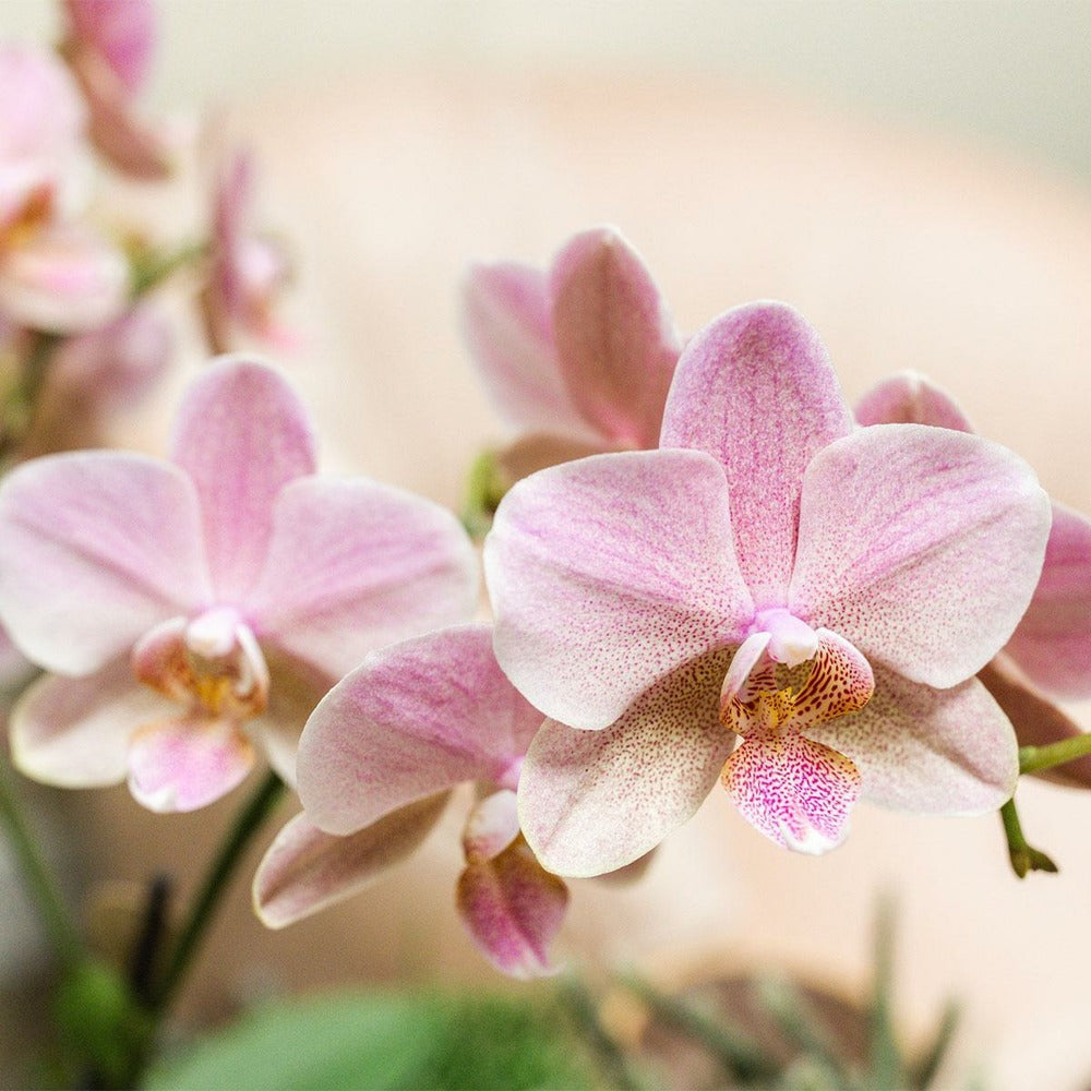  Offre Combi: 2 Orchidées Treviso Vieux Rose Ave Pot Cm - Plante D'intérieur