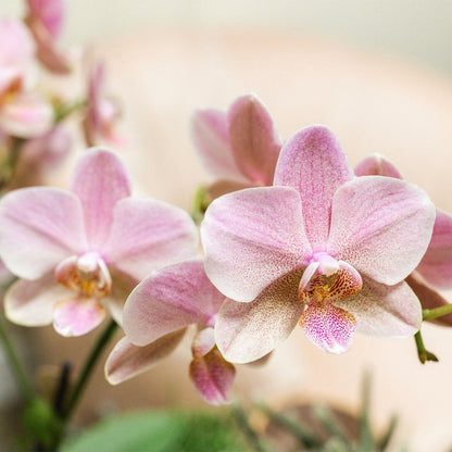  Offre Combi: 2 Orchidées Treviso Vieux Rose Ave Pot Cm - Plante D'intérieur