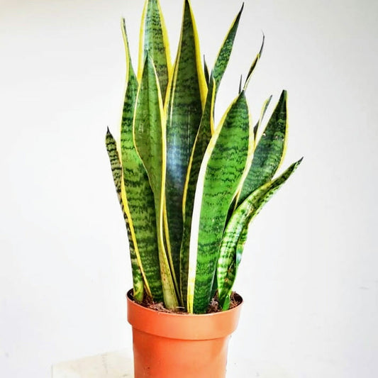  Sansevieria Ou Langue De Belle-mère D12h35