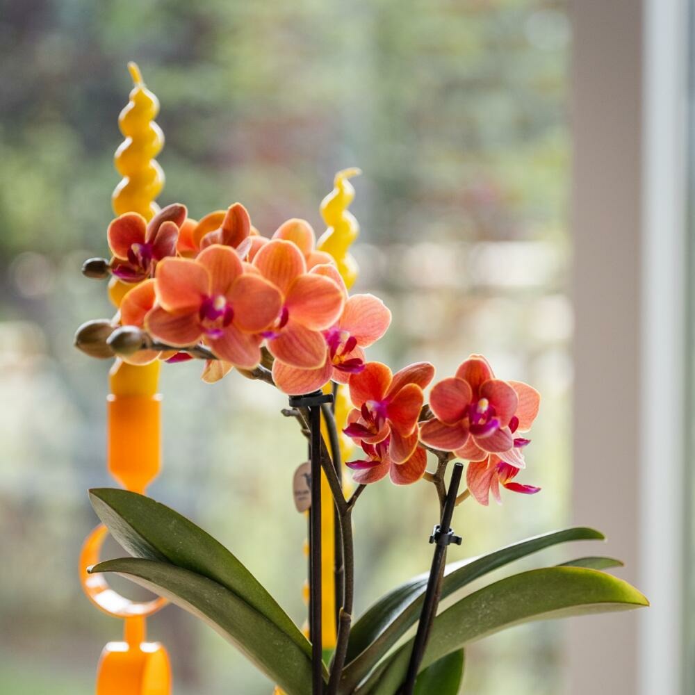  Kolibri Orchids Orchidée Orange Bolzano + Pot De Fleurs Star Fish - Taille Du Pot 9cm