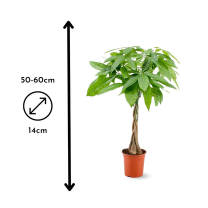  Pachira Aquatica - Plante D'intérieur - Peu D'entretien - ↕ 50-60 Cm - ⌀ 14 Cm - Money Tree