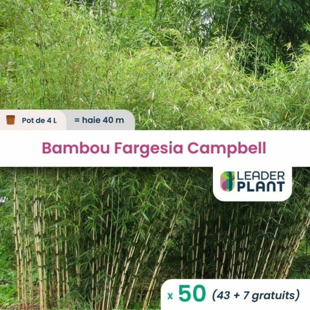  50 X Bambou Fargesia Campbell En Pot De 4 L