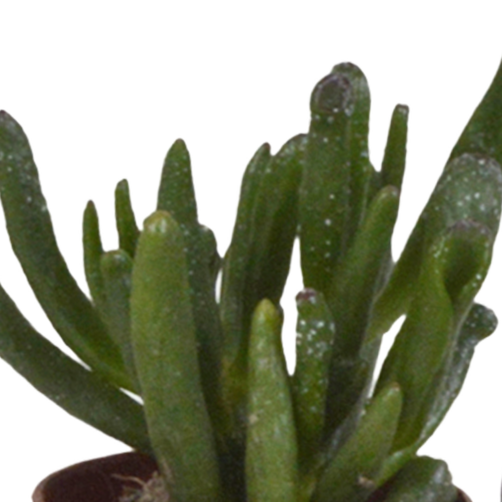  Coffret Succulente & Cactus + Caches-pots Blancs