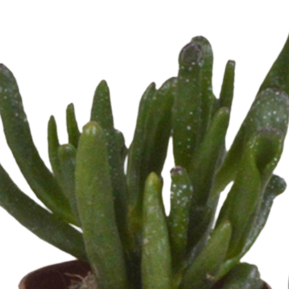  Coffret Succulente & Cactus + Caches-pots Blancs