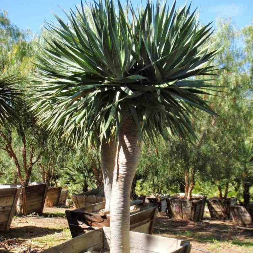  Dracaena Draco (dragonnier Des Canaris) Pot De 25l - 80/100cm