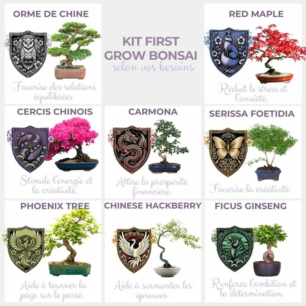  Cultivea - Kit First Bonsai - Graines De Cercis Chinensis Avec Accessoires
