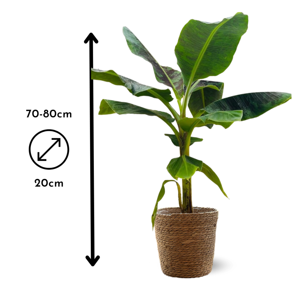  Bananier Musa Avec Panier En Jonc De Mer - Plante D'intérieur & Extérieur - ↕ 70-80 Cm - ⌀ 21 Cm - Purificateur D'ai