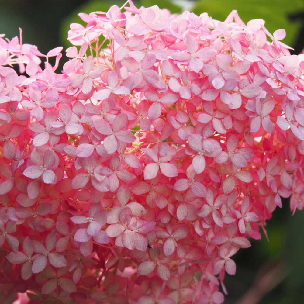  Lot De 2 - Hydrangea Pink Annabelle - Hortensia - Rose - 40-50 Cm De Haut - Pot 19 Cm