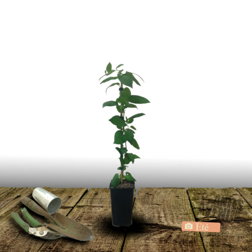  Chèvrefeuille Cedar Lane®/[-]pot De 1,5l - Tuteur Bambou 30/60 Cm