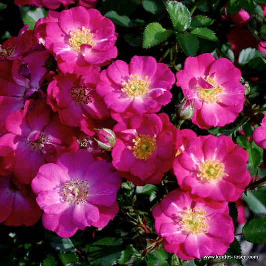  Kordes Nectar Rosier - Rosa 'lupo'®