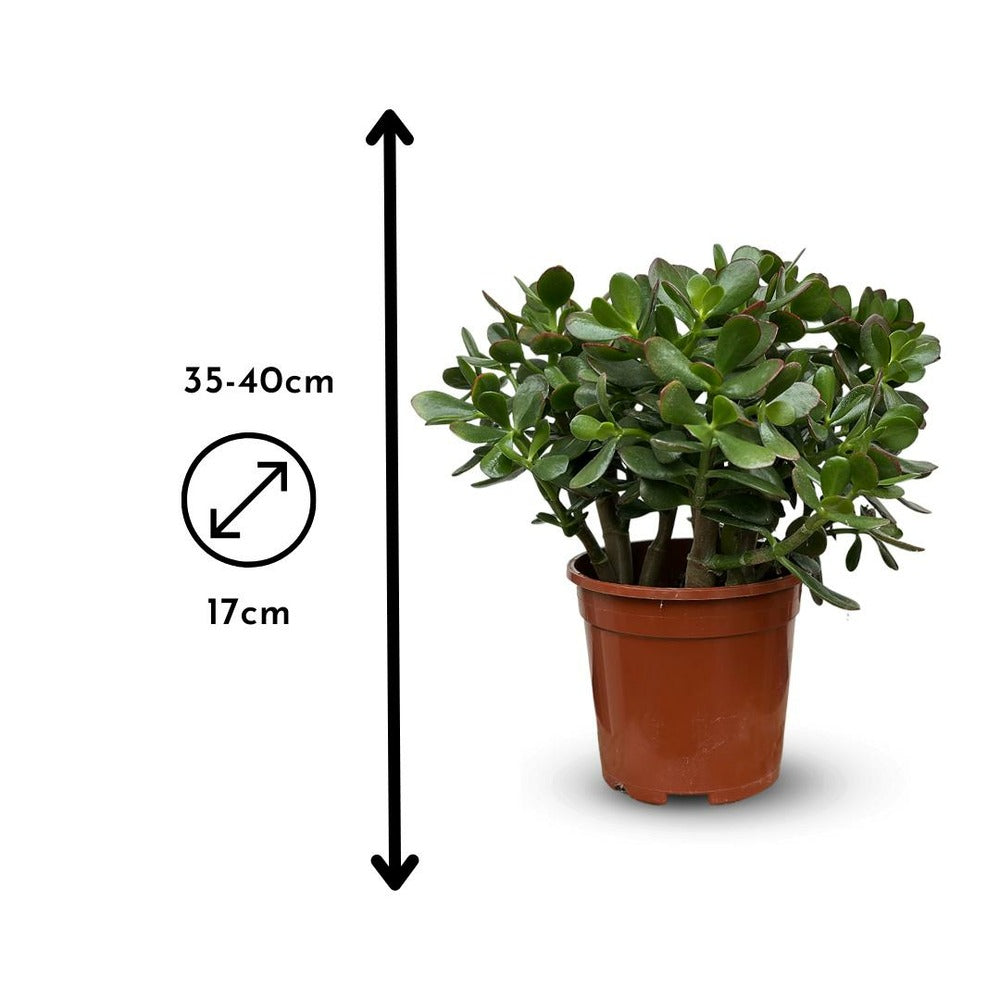  Crassula Ovata - Arbre De Jade - ↕ 35-40 Cm - ⌀ 17 Cm - Cactus Et Plantes Grasses