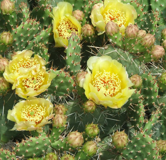 Opuntia Humifusa (figuier De Barbarie)- Pot De 3 Litres - 10/20 Cm