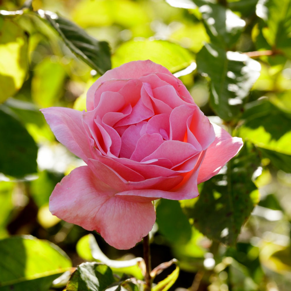  Rosier Queen Elisabeth - Le Pot / 3l / Hauteur Livrée 15-40cm