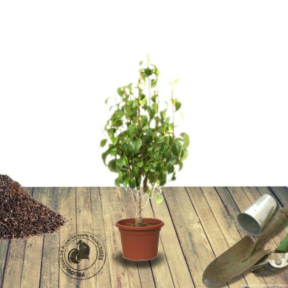  Poirier Nain Garden Pearl® 'pyvert'/[-]pot De 5.7l - 60/80 Cm