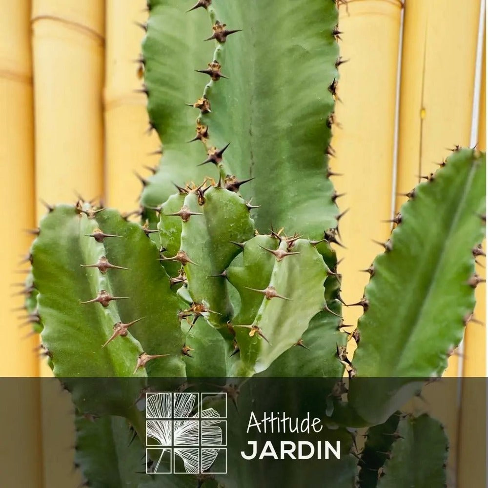  Euphorbe Eritrea - Cowboy Cactus - ↕ 60-70 Cm - ⌀ 15 Cm - Cactus Et Plantes Grasses