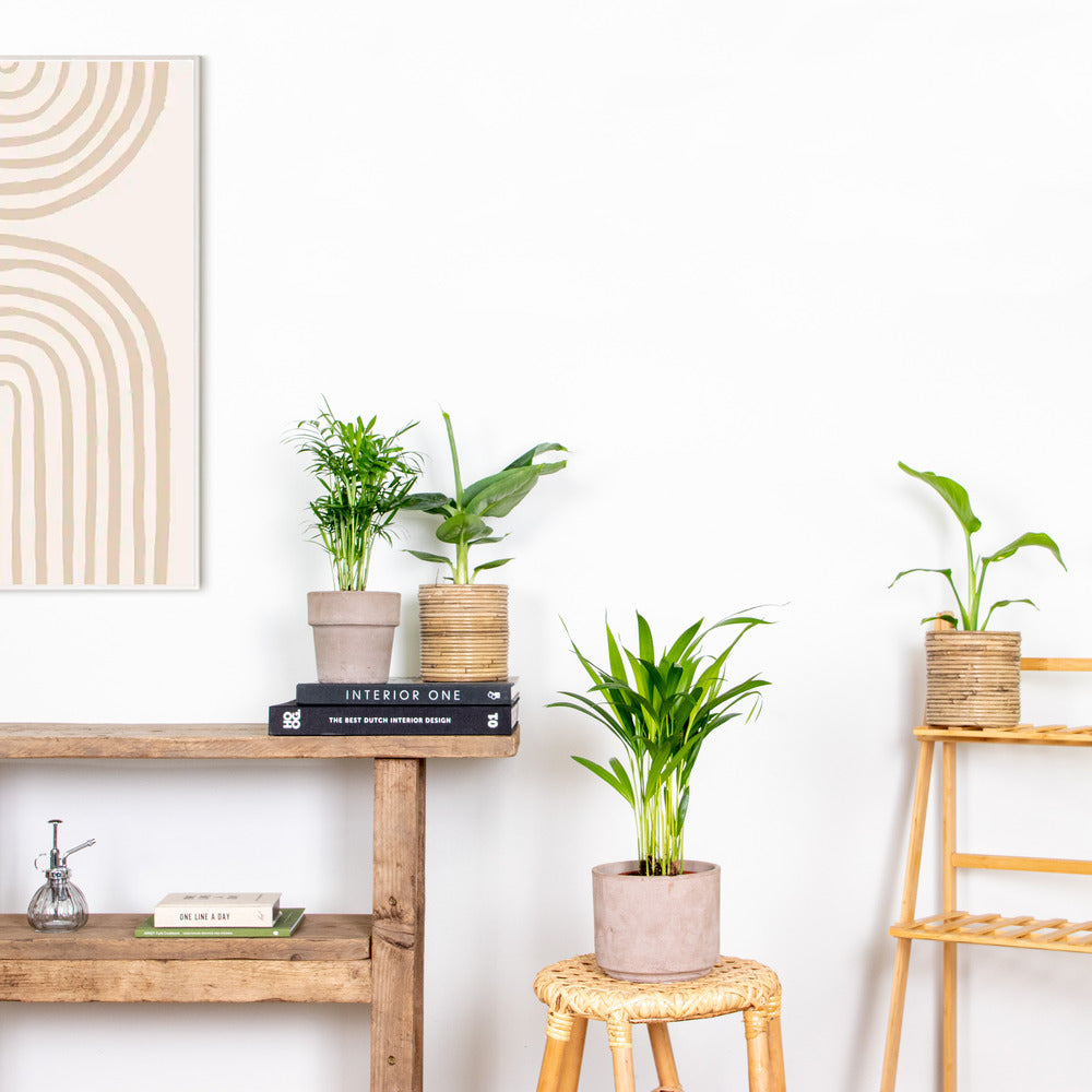  Mélange De Plantes Tendance - Chamaedorea, Dypsis, Musa, Strelitzia - ⌀12 Cm - 20-45 Cm