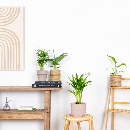  Mélange De Plantes Tendance - Chamaedorea, Dypsis, Musa, Strelitzia - ⌀12 Cm - 20-45 Cm