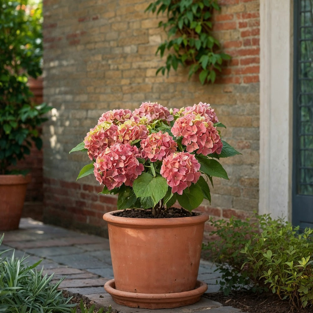  Hortensia - Set De 6 - Hydrangea Macrophylla 'early Pink' - H25-40cm - ⌀9cm