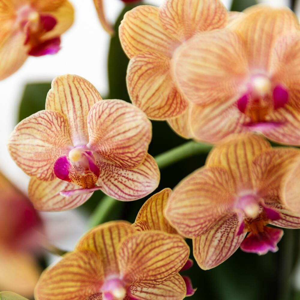  Kolibri Orchids Orchidée Phalaenopsis Orange - Bolzano + Painted Stripe Pot Orange - Taille Du Pot 9cm