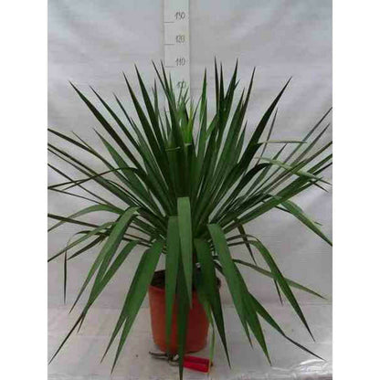  Yucca Gloriosa (dague Espagnole) Pot De 8 Litres ? 60/80 Cm