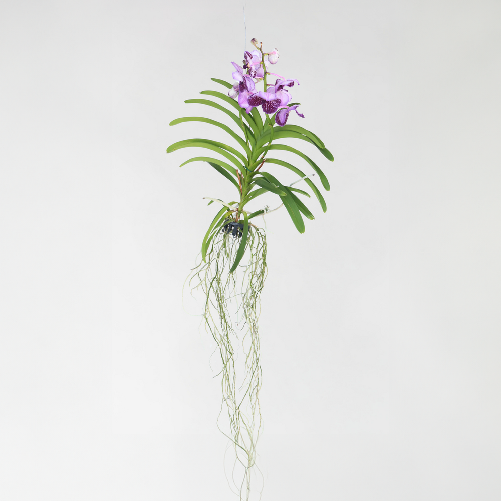  Orchidée - Vanda 'lila' - Hauteur 55-65cm