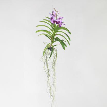  Orchidée - Vanda 'lila' - Hauteur 55-65cm