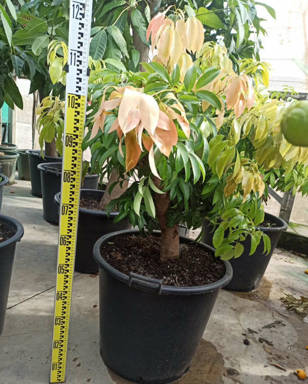  Litchi Sinensis Variété Wai Chee Pot De 7 Litres - 40/60 Cm