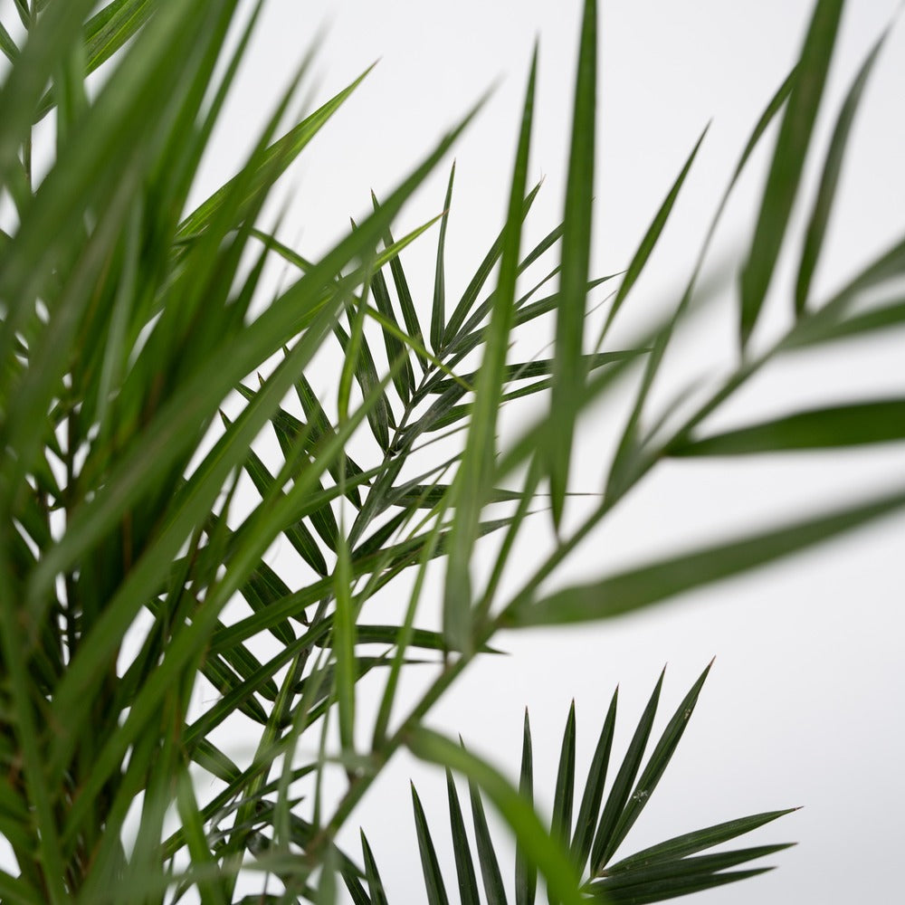  Palmier Dattier Des Canaries - Phoenix Canariensis - Hauteur 50-60cm - ⌀15cm